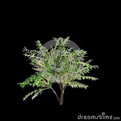 3d illustration of Mahonia japonica tree isolated on black background Cartoon Illustration