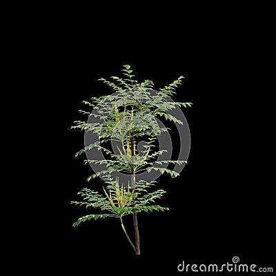 3d illustration of Mahonia japonica tree isolated on black background Cartoon Illustration