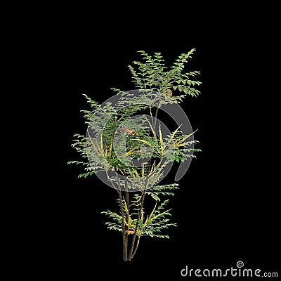 3d illustration of Mahonia japonica tree isolated on black background Cartoon Illustration