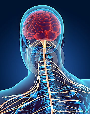 3D illustration male nervous system. Cartoon Illustration