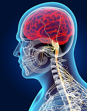 3D illustration male nervous system. Cartoon Illustration