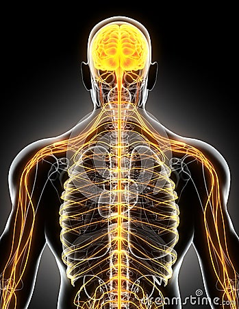 3D illustration male nervous system. Cartoon Illustration