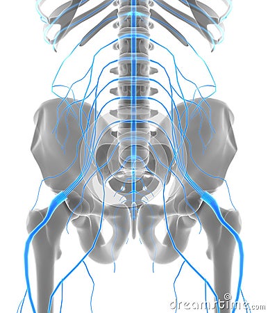 3D illustration male nervous system. Cartoon Illustration