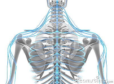 3D illustration male nervous system. Cartoon Illustration