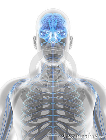 3D illustration male nervous system. Cartoon Illustration