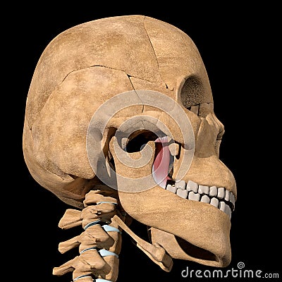 Human medial pterygoid muscles on skeleton Cartoon Illustration