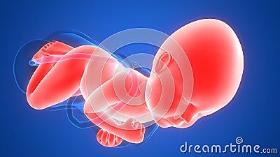 Normal Labor and Vaginal birth Anatomy Stock Photo