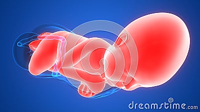 Normal Labor and Vaginal birth Anatomy Stock Photo