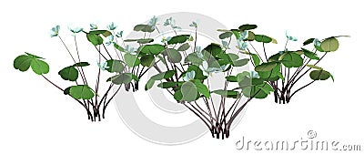 3D Rendering Wood Sorrel Flowers on White Cartoon Illustration