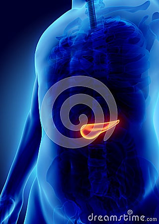 3D illustration of Pancreas - part of digestive system. Cartoon Illustration