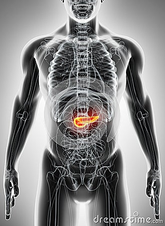 3D illustration of Pancreas - part of digestive system. Cartoon Illustration