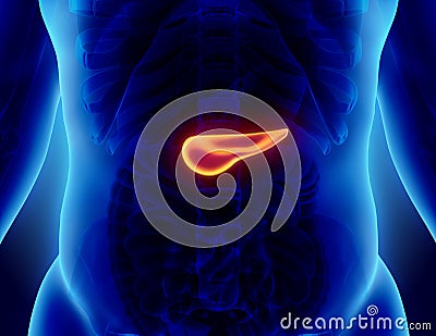 3D illustration of Pancreas - part of digestive system. Cartoon Illustration