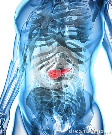 3D illustration of Pancreas - part of digestive system. Cartoon Illustration