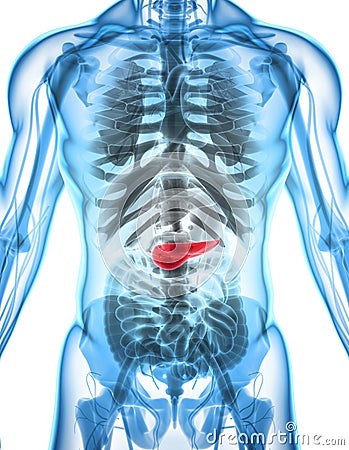 3D illustration of Pancreas. Cartoon Illustration