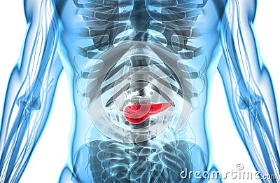 3D illustration of Pancreas - part of digestive system. Cartoon Illustration