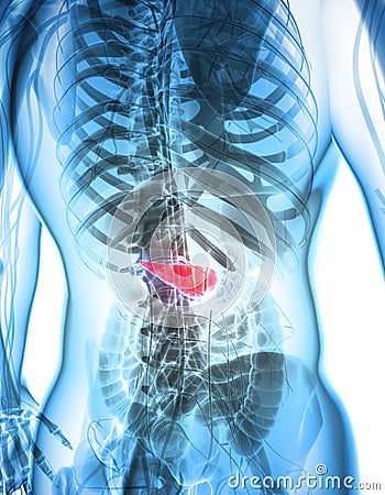 3D illustration of Pancreas - part of digestive system. Cartoon Illustration