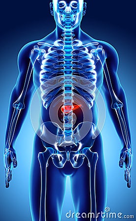 3D illustration of Pancreas - part of digestive system. Cartoon Illustration