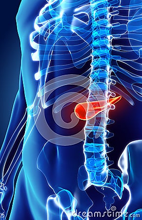 3D illustration of Pancreas - part of digestive system. Cartoon Illustration