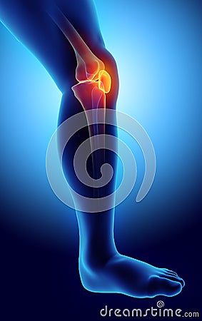 3D illustration of Patella, medical concept. Cartoon Illustration