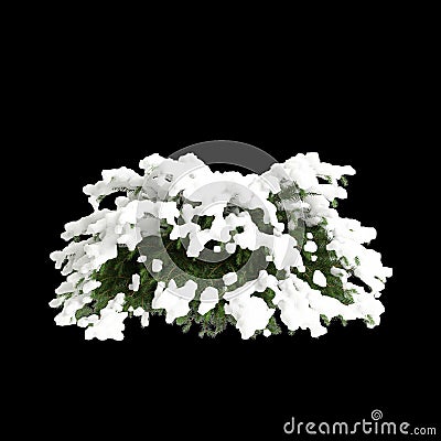 3d illustration of Picea abies Nidiformis snow covered tree isolated on black background Cartoon Illustration