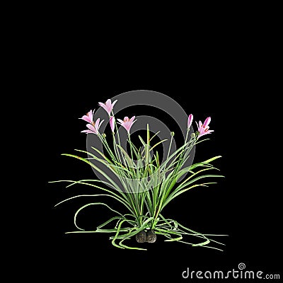 3d illustration of pink Zephyranthes bush isolated on black baclground Cartoon Illustration