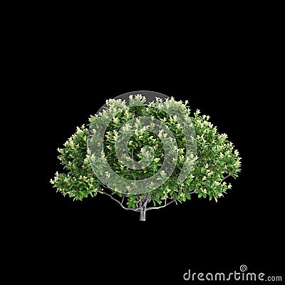 3d illustration of Pittosporum tenuifolium tree isolated on black background Cartoon Illustration