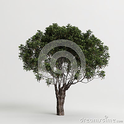 3d illustration of pittosporum tobira mature tree isolated on white background Cartoon Illustration
