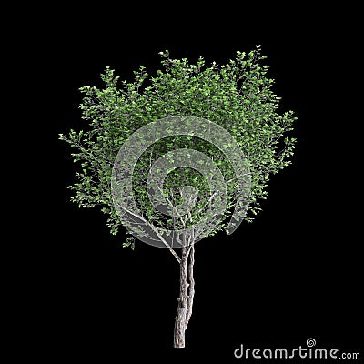3d illustration of Platanus acerifolia tree isolated on black background Cartoon Illustration