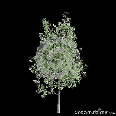 3d illustration of Populus tremula tree isolated on black background Cartoon Illustration