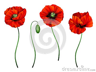 3d illustration of red poppy Vector Illustration