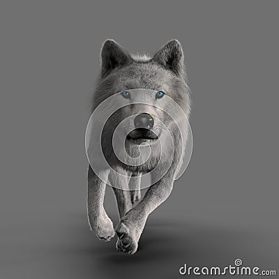 Rendering White Wolf Running Cartoon Illustration