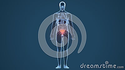 3d illustration Sacrum Coccyx Bone Anatomy with Circulatory System highlighted zone - pain concept Stock Photo