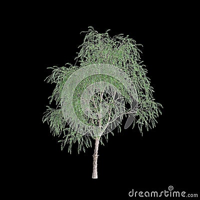 3d illustration of Schinus molle tree isolated on black background Cartoon Illustration