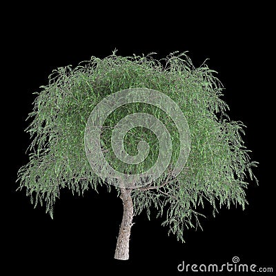 3d illustration of Schinus molle tree isolated on black background Cartoon Illustration