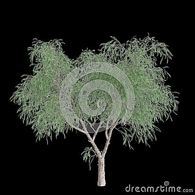 3d illustration of Schinus molle tree isolated on black background Cartoon Illustration