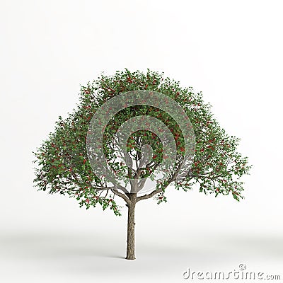 3d illustration of schinus terebinthifolia tree isolated on white background Cartoon Illustration