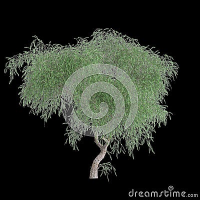3d illustration of Schinus tree isolated on black background Cartoon Illustration