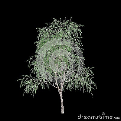 3d illustration of Schinus tree isolated on black background Cartoon Illustration