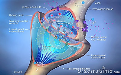 Scientific function of a synapse or neuronal connection with a nerve cell Cartoon Illustration