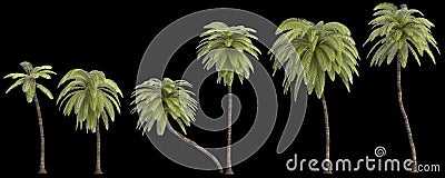 3d illustration of set African oil palm isolated on black background Cartoon Illustration