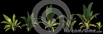 3d illustration of set aspidistra elatior plant isolated on black background human's eye view Cartoon Illustration