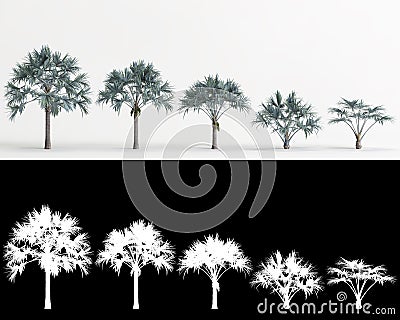 3d illustration of set Bismarckia nobilis tree isolated on white and its mask Cartoon Illustration