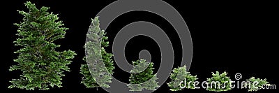3d illustration of set Chamaecyparis obtusa bush isolated on black background Cartoon Illustration