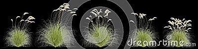 3d illustration of set Cortaderia richardii grass isolated on black background Cartoon Illustration