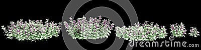 3d illustration of set Lamium maculatum bush isolated on black background Cartoon Illustration