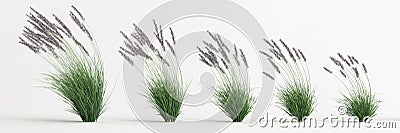 3d illustration of set molinia caerulea grass isolated on white background Cartoon Illustration