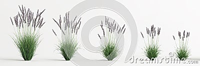 3d illustration of set molinia caerulea grass isolated on white background Cartoon Illustration