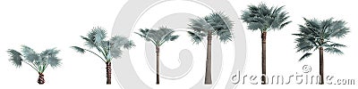 3d illustration of set palm Bismarckia Nobilis isolated on white background Cartoon Illustration