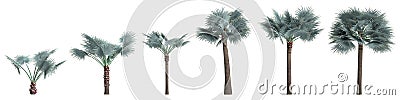 3d illustration of set palm Bismarckia Nobilis isolated on white background Cartoon Illustration