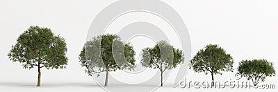 3d illustration of set schinus terebinthifolia tree isolated on white background Cartoon Illustration